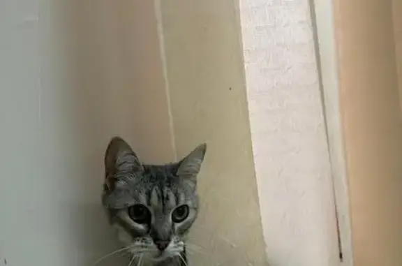 Найдена кошка, Белгород, фото: Найдена кошка, улица Нагорная, дом 25, Белгород - молодая и ласковая девочка