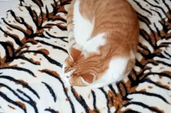 Потерянные животные Ермолино, фото: Пропал кот, Ермолино, Московская область - рыжий с белым, гладкошёрстный