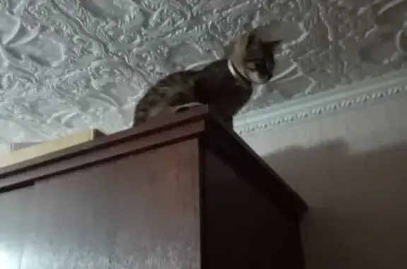 Пропал кот, Донецк, Ростовская область - серебристый ошейник и фиолетовая лента - photo