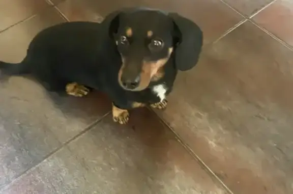 Пропал собака, Комсомольский переулок, Знаменка - чёрно-коричневый, не тактильный - photo