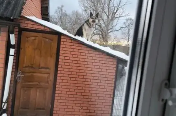 Пропала собака, Жуков, Калужская область - восточно-европейская овчарка - photo