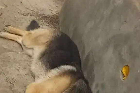 Пропал собака, улица Авилова, 491, Семикаракорск - немецкая овчарка, откликается на кличку Ральф - photo