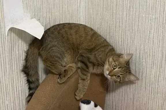 Пропала кошка, Липецкое шоссе, 45Д, городской округ Мичуринск - зелёные глаза, рыжевато-коричневая - photo