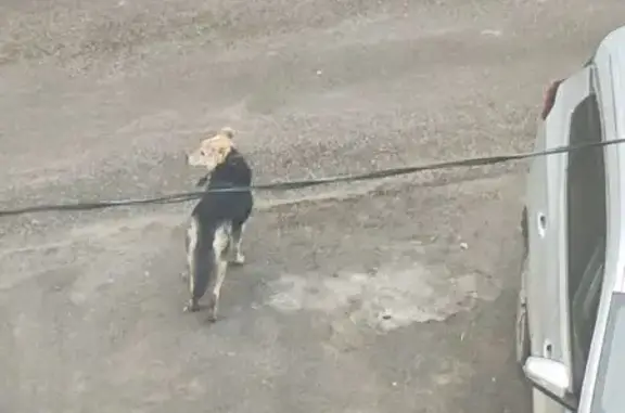 Найдена собака, Воронеж, фото: Найден собака, улица 60-й Армии, 22Б, Воронеж - в ошейнике, поводок оторван