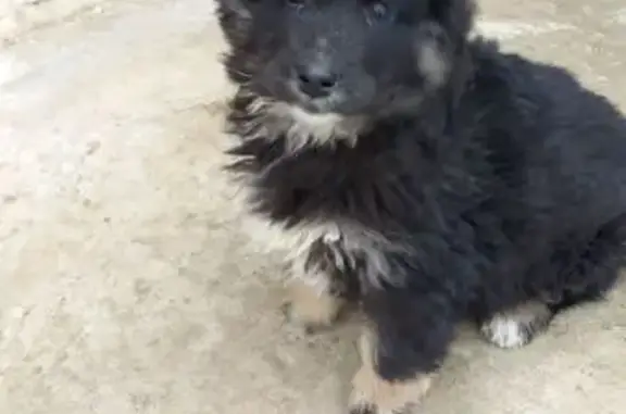 Объявления о пропавших и найденных животных, Элиста, фото: Найден собака, 5-я Северо-Западная улица, 37, Элиста - щенок похож на породистого