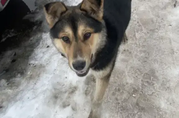 Пропала собака, Архангельск, Архангельская область - ласковая собака прыгает - photo