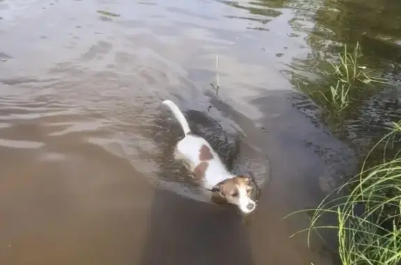 Пропала собака, женский пол, улица Дениса Давыдова, 52, Казань - Джек Рассел терьер - photo
