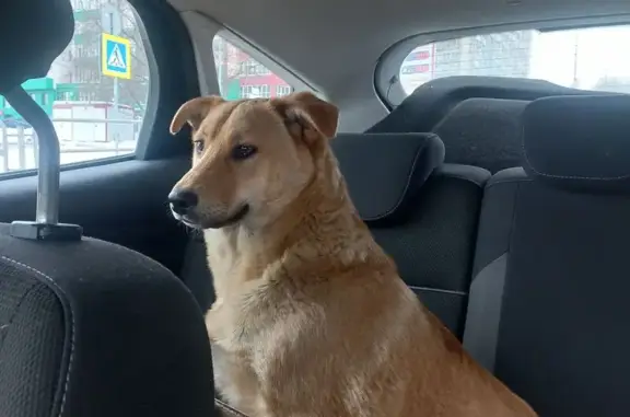 Пропала собака, Енисейская улица, Челябинск - рыжая девочка с голубыми глазами - photo