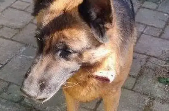 Пропала собака, Больничный переулок, 9, Афипский - немецкая овчарка, 7 лет - photo