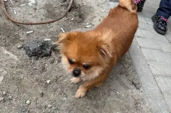Найдена собака, Ростов-на-Дону, фото: Найдена собака, женский пол, улица Шаумяна, 15, Ростов-на-Дону - рыжая, растеряна