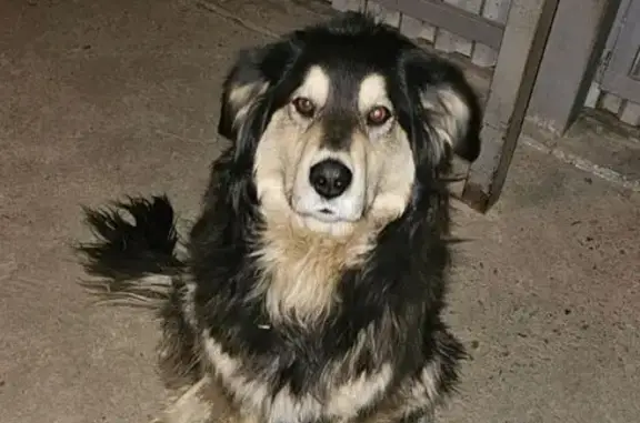 Пропала собака, Карповка, Забайкальский край - крупная и добрая, любит детей - photo