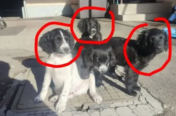 Пропала собака, улица Красильникова, Горячеводский - три чёрные, один белый - photo