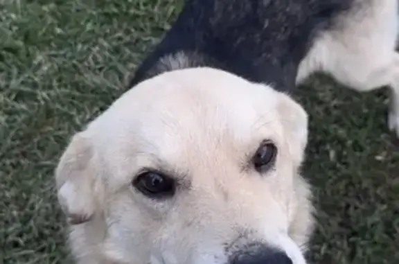 Пропал собака, 03Н-437, Маевский, Тиховский - гладкошёрстный, бежевый с тёмно-серой спиной - photo