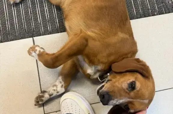 Найдена собака, Майкоп, фото: Найдена собака, Пионерская улица, 273Д, Майкоп - рыжая в ошейнике