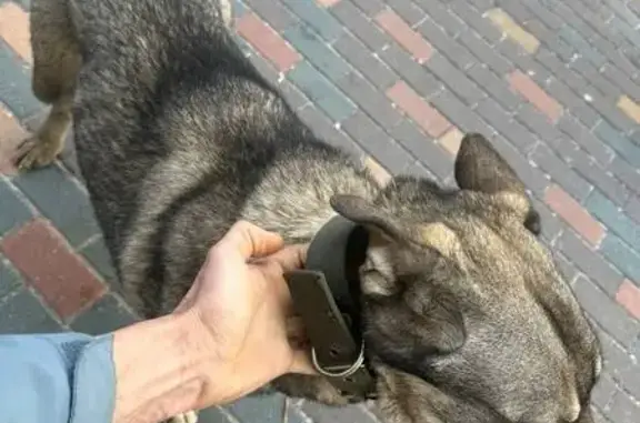 Найдена собака, Красногорск, фото: Найдена собака, Авангардная улица, Красногорск - рвётся в подъезд