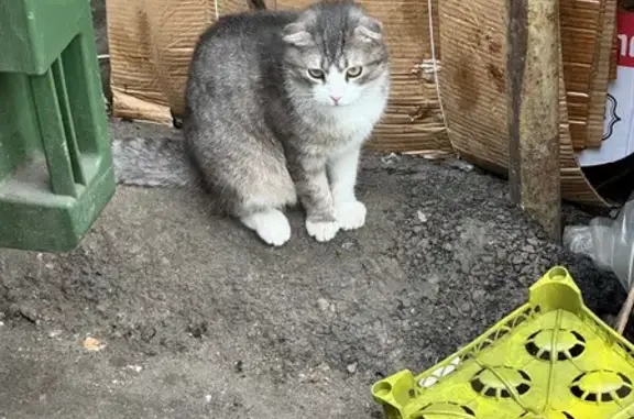 Найдена кошка, Нальчик, фото: Найден кошка, улица Суворова, 100, Нальчик - вислоухий, ухоженный