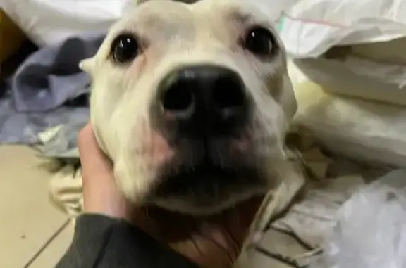 Найдена собака, Красноярск, фото: Найдена собака, Ястынская улица, 47/2 к1, Красноярск - черно-белая, короткошёрстая