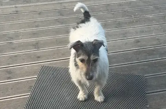 Найдена собака, Никулино, фото: Найден собака, мужской, 64, Никулино - длинношерстный Джек Рассел