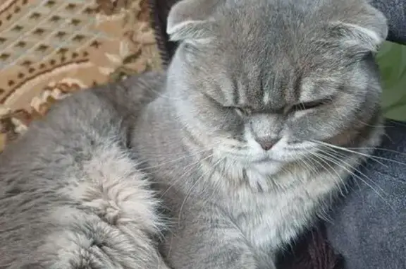 Пропала кошка, улица Урванцева, 14, Красноярск - вислоухая шотландка - photo