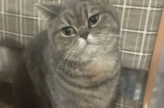 Пропала кошка, «Урал», Сысертский городской округ - серая - photo