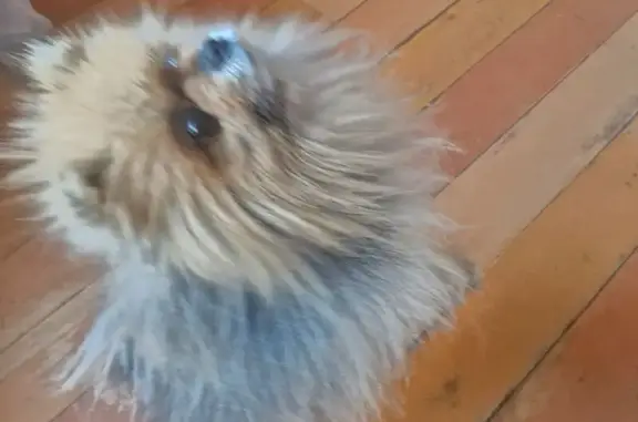 Пропал собака, мужской, улица Бабушкина, 184, Улан-Удэ - палевый померанский шпиц - photo