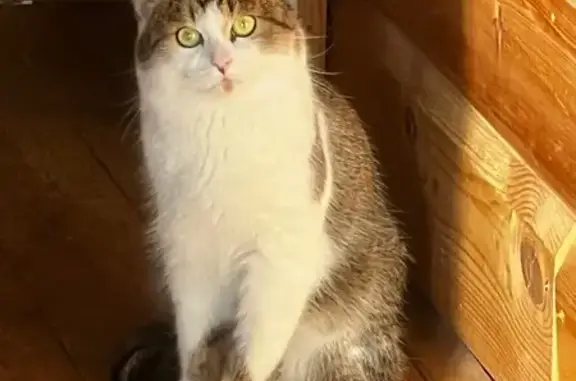 Пропал кот, улица Лякишева, 47, Пермь - добрый и ласковый - photo