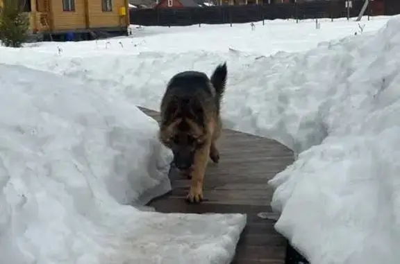 Найдена собака, Райсемёновское, фото: Найдена собака, КП «Рай-Семеновское», Райсемёновское - овчарка в строгом ошейнике