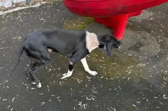 Найдена собака, Москва, фото: Найден собака, улица Фомичёвой, Москва - черно-белая гончая