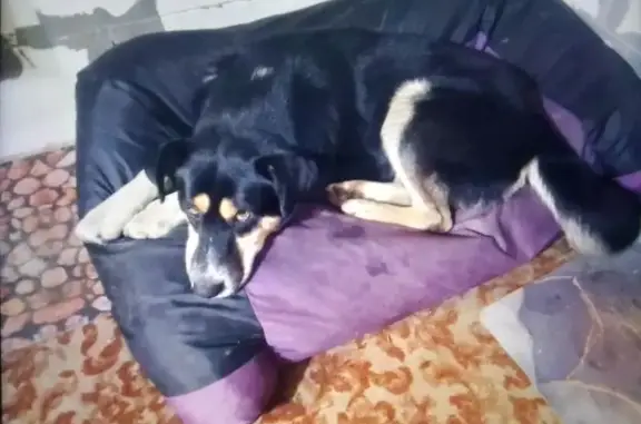 Пропал собака, мужской, Чемодурово, Московская область - висячие уши, черный ошейник - photo