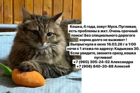 Пропала кошка, улица Кадыкова, 30, Чебоксары - полосатая, маленькая и толстая - photo