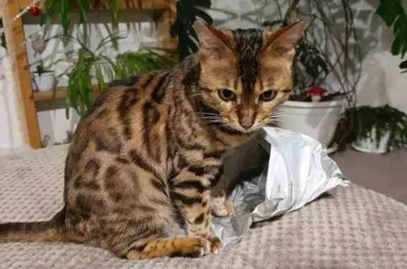 Объявления о пропавших и найденных животных, Можга, фото: Пропала кошка, Учебный проезд, 7, Можга - бенгальская, пятнистая