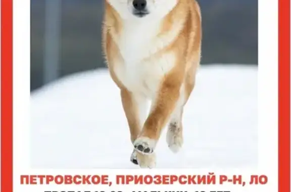 Пропал собака, мужской, Петровское, Ленинградская область - шиба ину без ошейника - photo