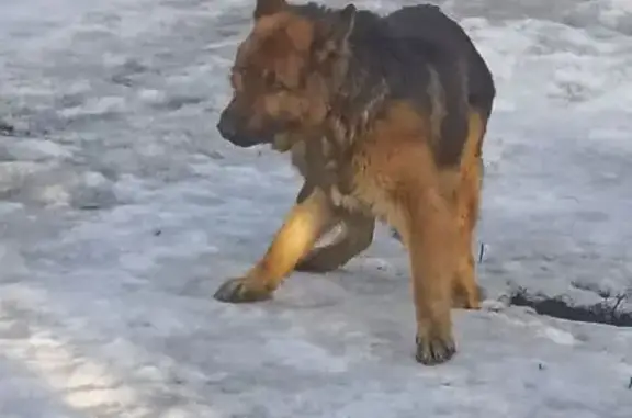 Найдена собака, Рыбное, фото: Найден собака, 61Н-403, Рыбное - рыже черный пес овчарка