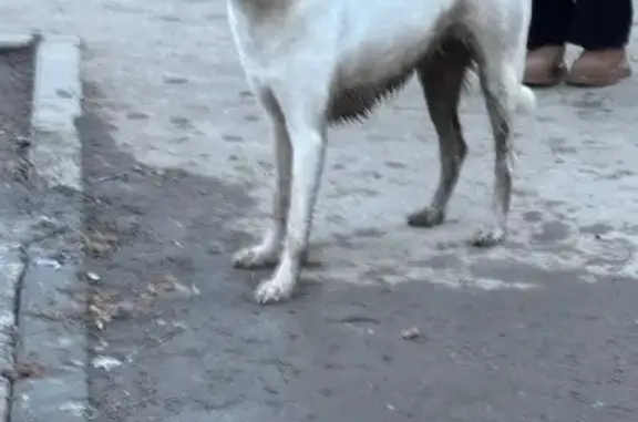 Найдена собака, Энгельс, фото: Найдена собака, Кожевенная улица, 10, Энгельс - большая белая, пугливая