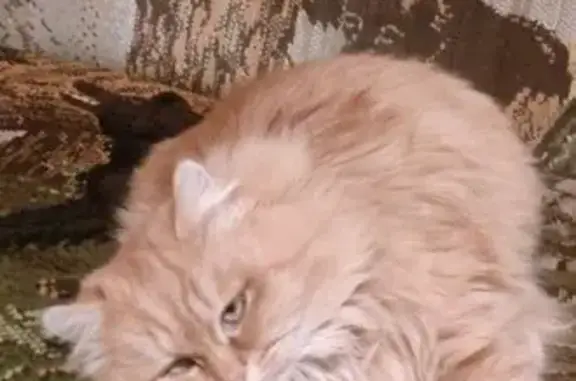 Пропала кошка, улица Нестерова, 103, Энгельс - проблема с глазом - photo