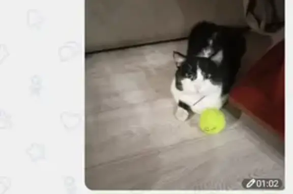 Пропал кот, проспект Космонавтов, 10, Черногорск - photo