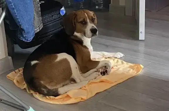 Найдена собака, Звенигород, фото: Найдена собака, девочка, улица Кирова, Звенигород - бигль, триколор