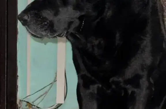 Найдена собака, Красноярск, фото: Найден собака, мужской, улица Новая Заря, 8, Красноярск - ухоженный, след от ошейника