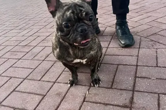 Найдена собака, Вологда, фото: Найдена собака, улица Сергея Преминина, Вологда