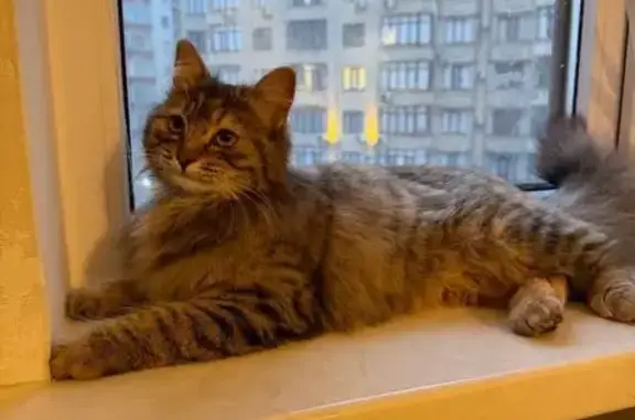 Кошки потеряшки, Каспийск, фото: Потеряшка кошка, женский, улица 24-я Линия, 21, Каспийск - трехцветный окрас, похожа на сибирскую породу