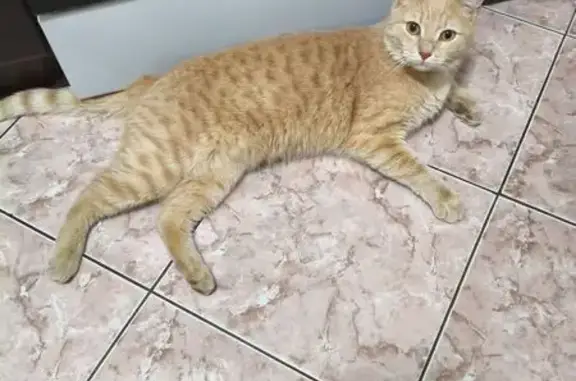 Найдена кошка, Ставрополь, фото: Найден кошка, улица Достоевского, 75, Ставрополь - рыжий с черным ошейником