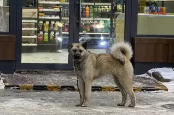 Найдена собака, Томск, фото: Найдена собака с оторванным поводком, улица Сенная Курья, 5, Томск