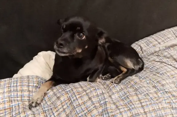 Собаки потеряшки, Новосибирск, фото: Потеряшка собака, женский пол, улица Твардовского, 22/2, Новосибирск - задел мотоцикл