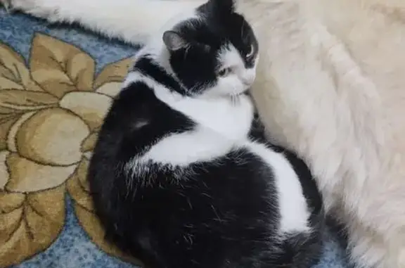 Потерянные животные Пермь, фото: Пропал кот, Ласьвинская улица, Пермь - чёрно-белый окрас, выбежал из такси