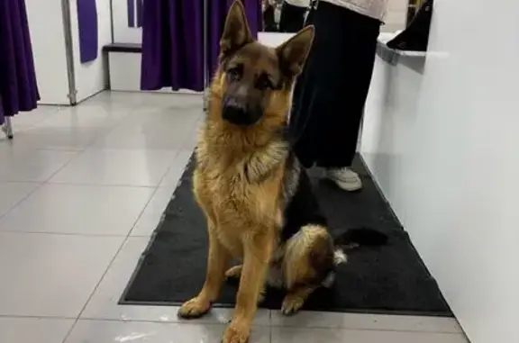 Найдена собака, Барнаул, фото: Найден собака, мужской, Смольная улица, 44, Барнаул — немецкая овчарка без ошейника