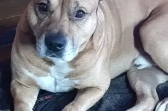 Пропал собака, улица Антона Чехова, 101, Бийск - рыжий и дружелюбный - photo