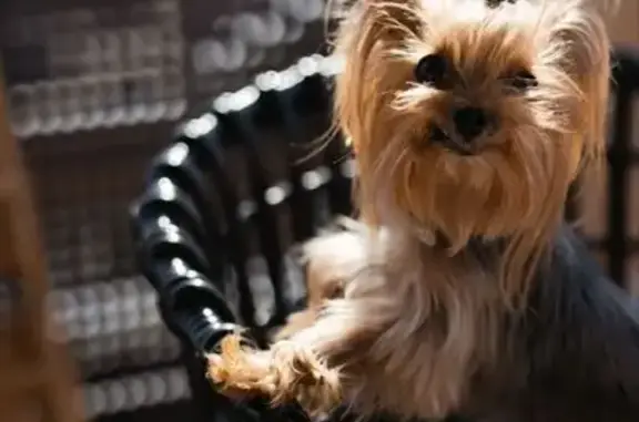 Собаки потеряшки, Витязево, фото: Потеряшка собака, женский пол, Октябрьская улица, 28, Витязево - с серым ошейником