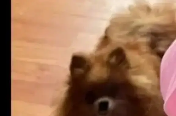 Пропала собака, женская, 46К-8132, Костино - шпиц Луна, пугливая - photo