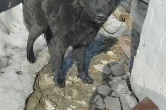 Найдена собака, Милюковка, фото: Найдена собака, девочка, Милюковка, Ивановская область - в ошейнике, полностью черная