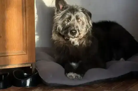 Пропала собака, городской округ Липецк, Липецкая область - 5 лет, стерилизована - photo